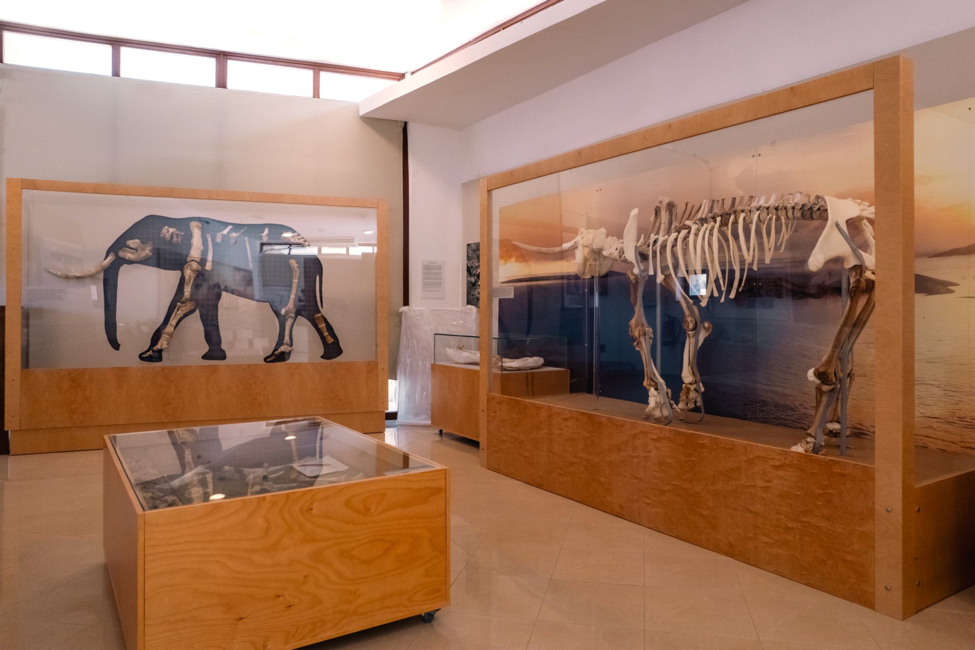 Inside the palaeontological museum of Tilos