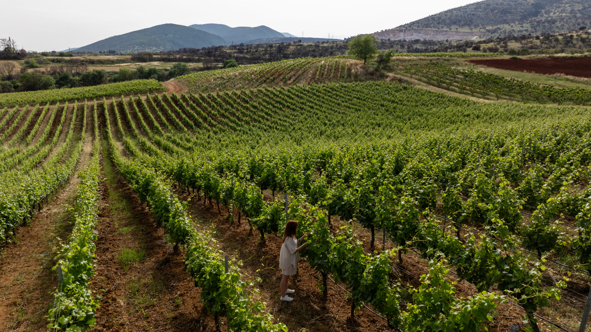 Vineyard in Kavala