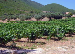 Wine route Zante - Zakynthos