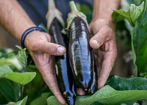 farm-to-table-cooking-lesson-in-pelion-logo