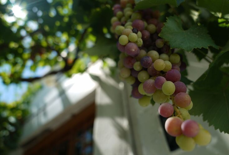 Grapes and Cycladic architecute, Prodromos village