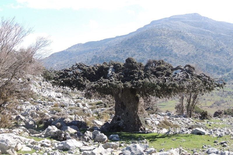 Uknown mountains and Lasithi Plateaus Trail