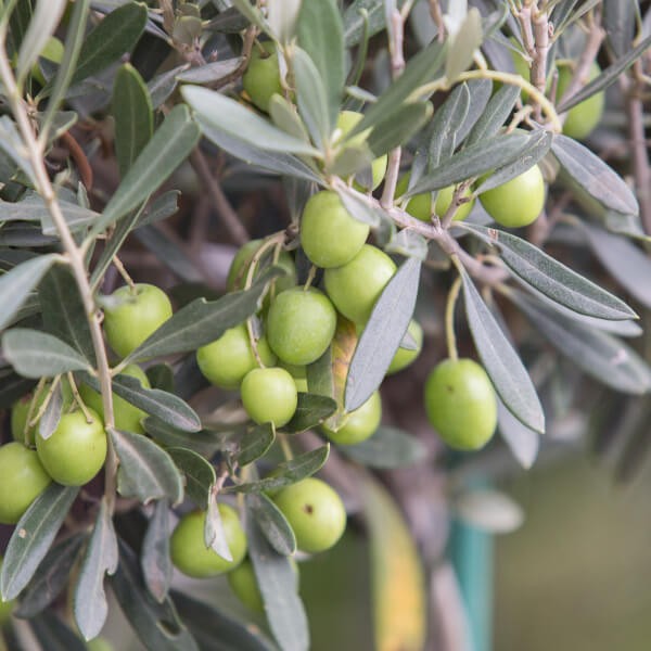 olive-oil-routes-logo