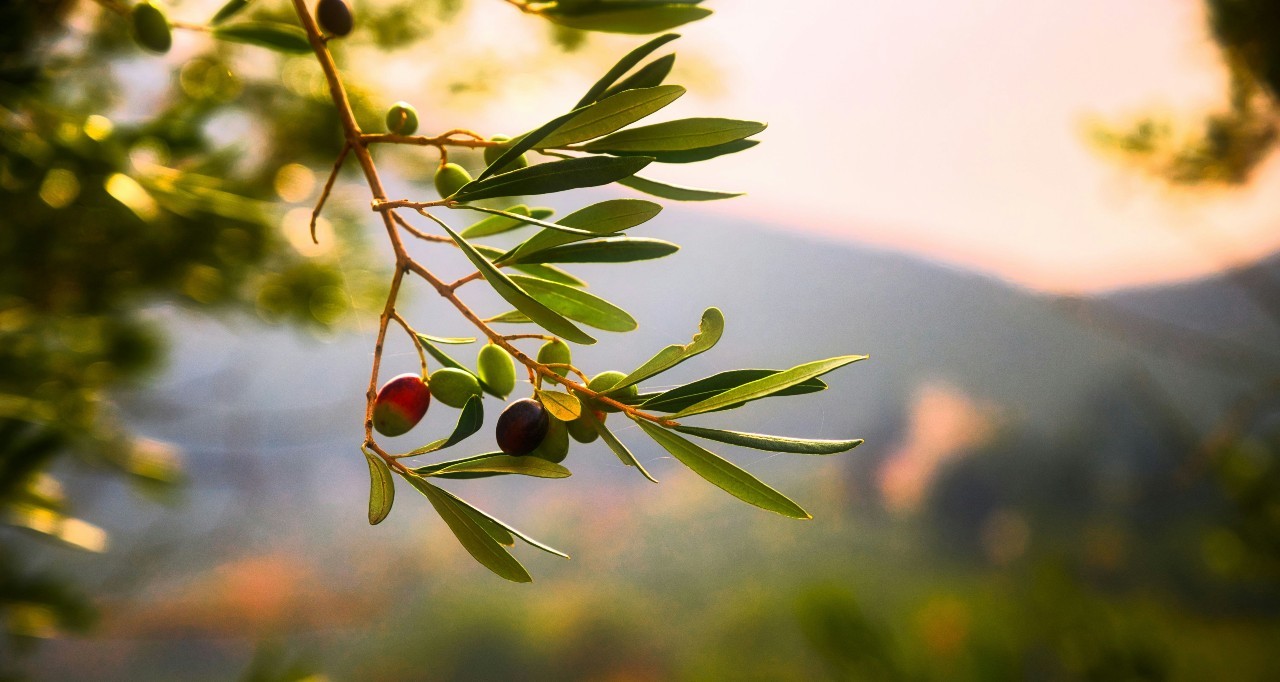 olive-oil-tasting-experience-logo